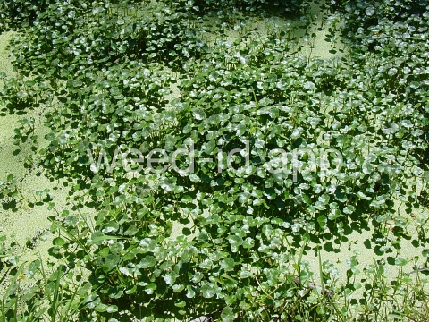 pennywort, floating